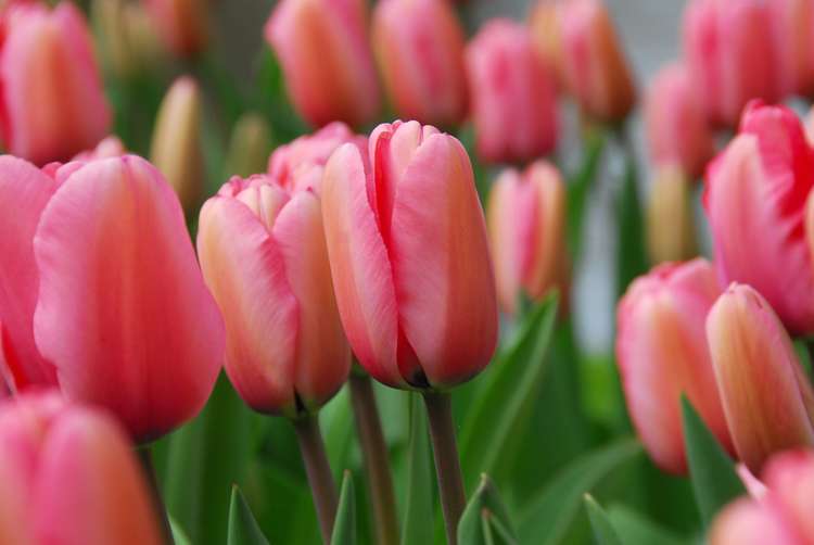 Tulpe 'Pink Impression'